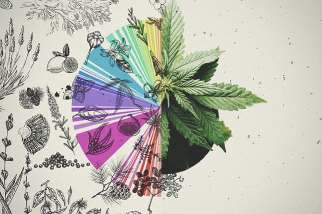 Efecto séquito: posible relación sinérgica entre cannabinoides y terpenos