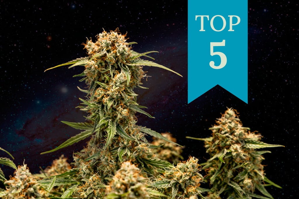 Top 5 de variedades de marihuana para dormir 