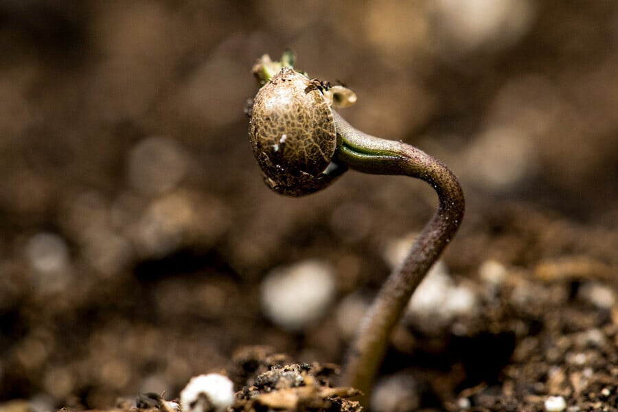 Tres Formas de Hacer Tu Cuarto de Cultivo Más Ecológico - Sensi Seeds