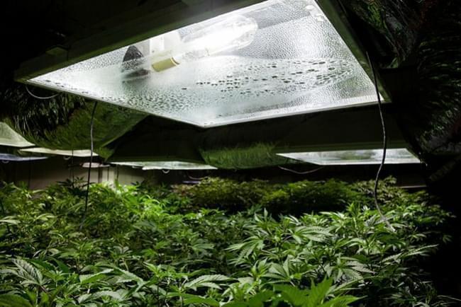 Cultivo Interior de Cannabis: Temperatura y Humedad Relativa