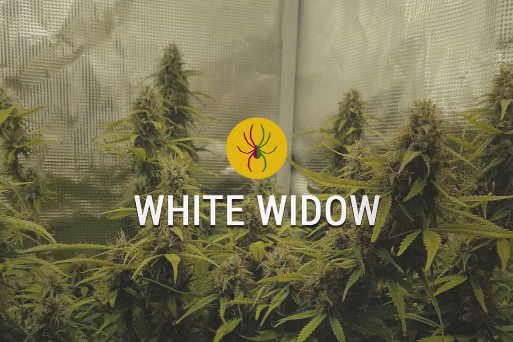 White Widow: El orgullo de los Países Bajos