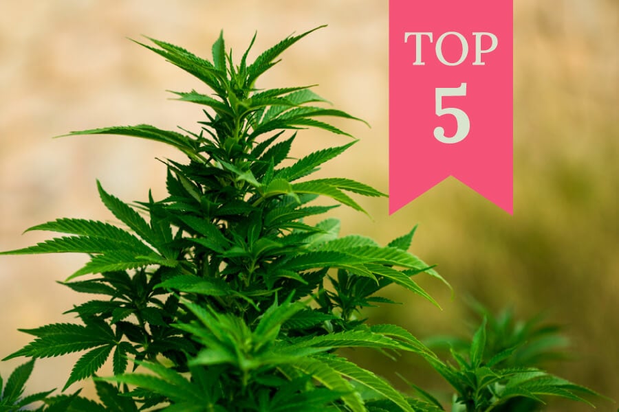 Las 5 mejores variedades feminizadas para cultivar en exterior (2025)