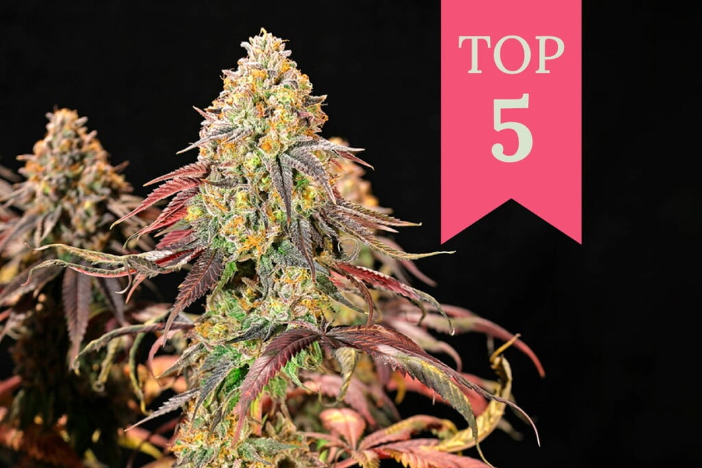 Las 5 mejores variedades de marihuana para interior 2025