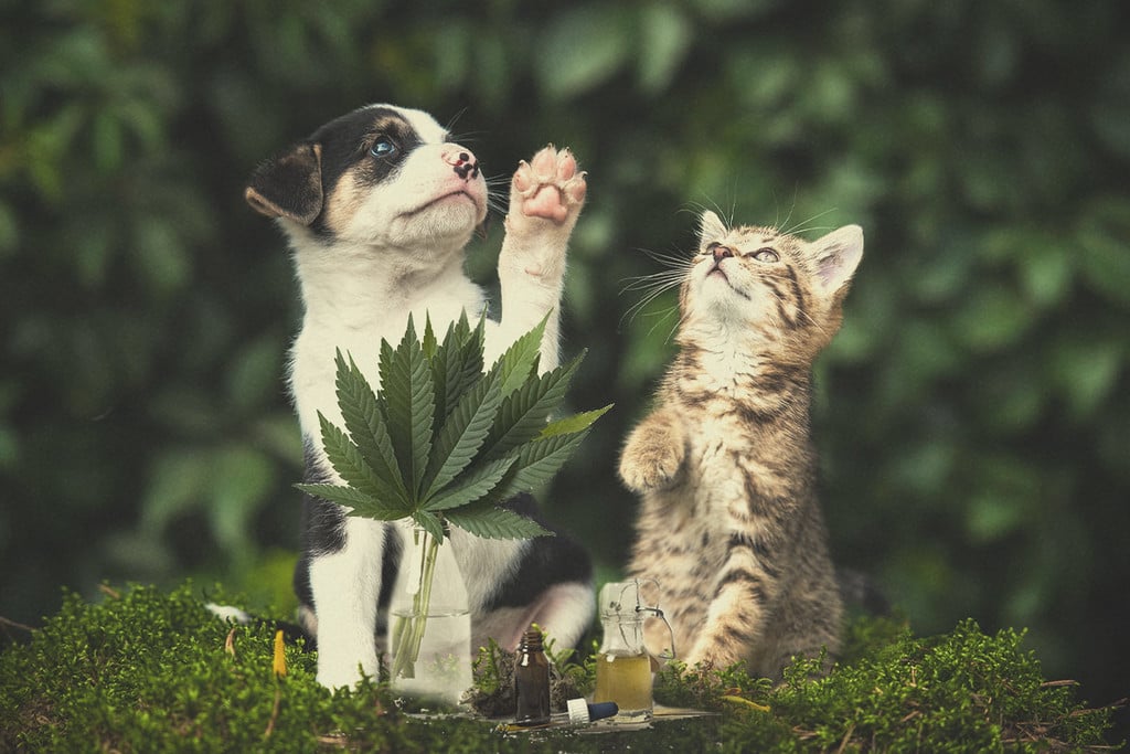 Marihuana medicinal para perros y gatos: ¿vale la pena probar?