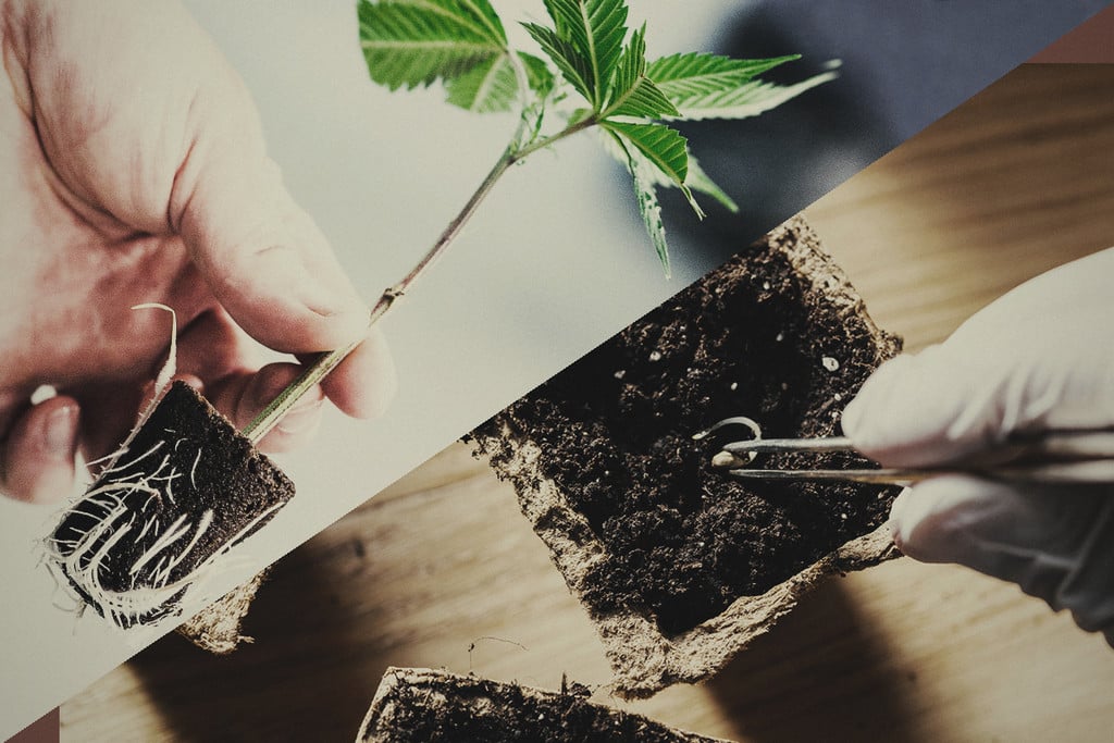 Semillas o esquejes: ¿qué es mejor para cultivar marihuana?