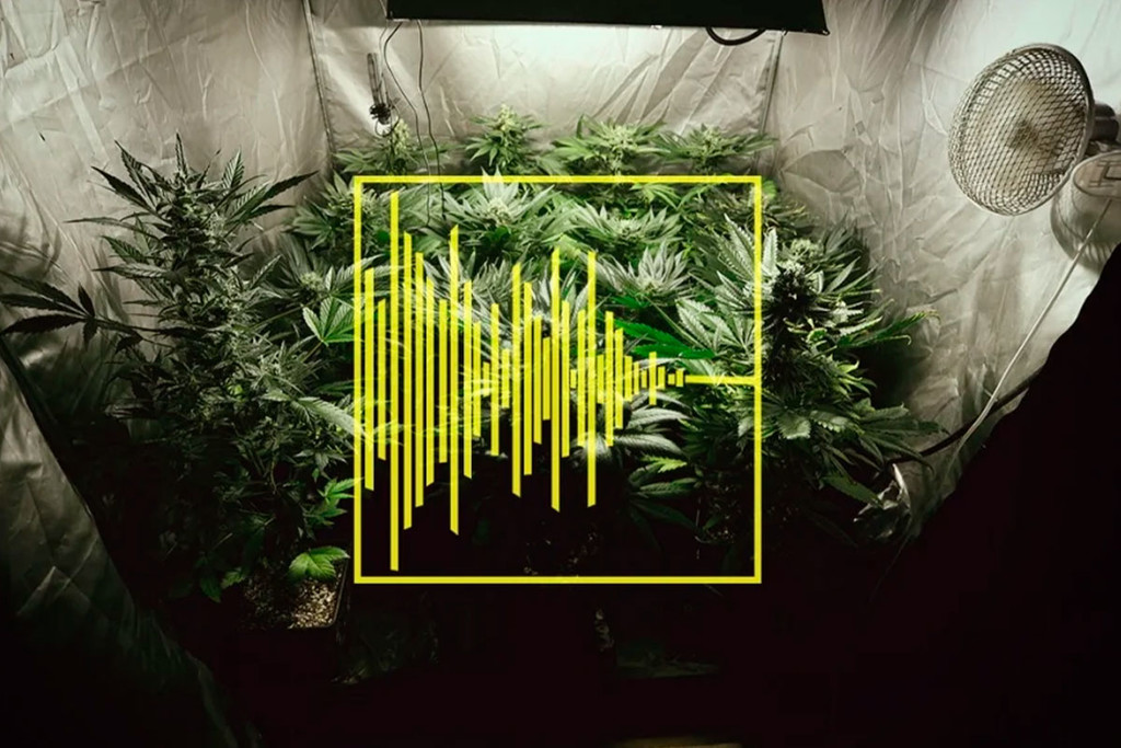 Consejos para reducir el ruido de tu armario o cuarto de cultivo de marihuana