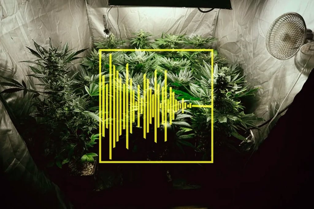 Consejos para reducir el ruido de tu armario o cuarto de cultivo de marihuana