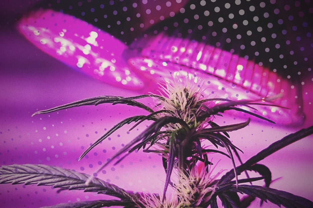 5 consejos para sacar el máximo partido al cultivo de marihuana con LED