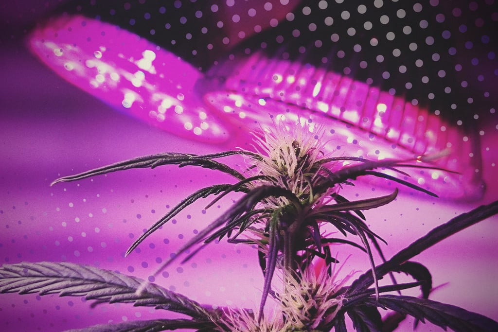 versus Marco de referencia llorar 5 consejos para sacar el máximo partido al cultivo de marihuana con LED -  RQS Blog