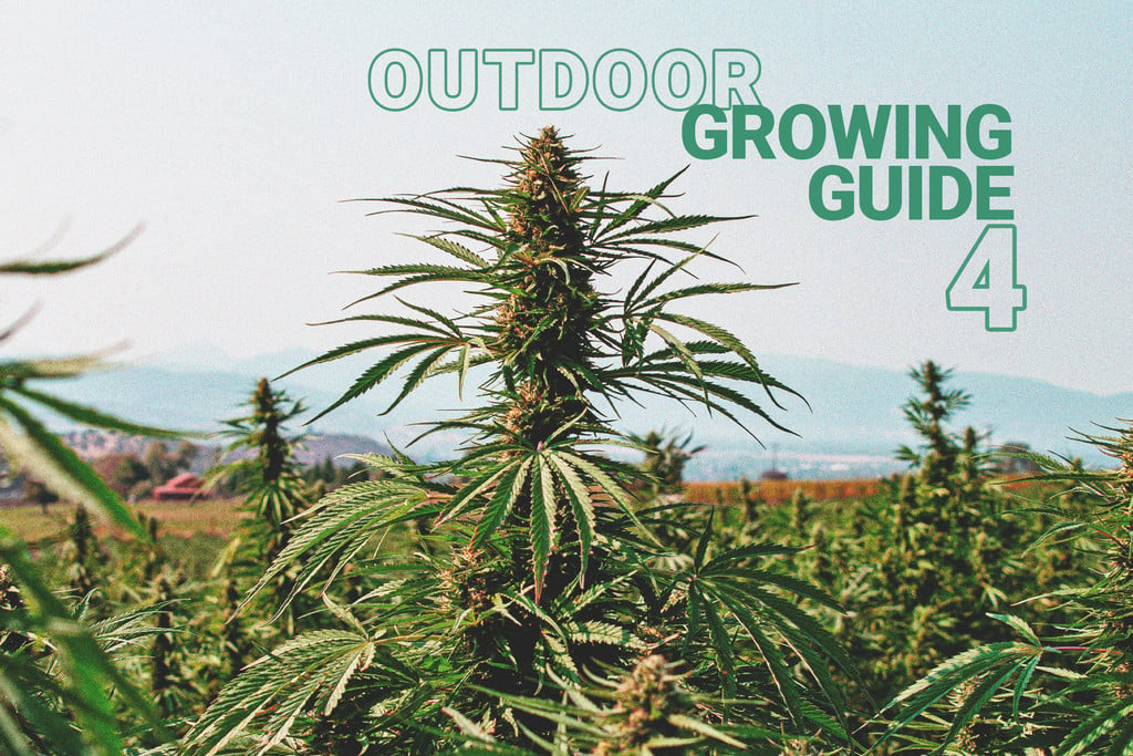 Fundamentos del Cultivo Exterior de Cannabis (Parte 4)