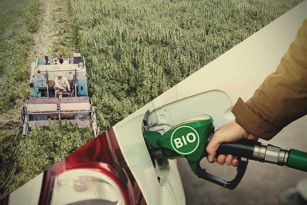 Biocombustible de cáñamo: ¿la respuesta a la crisis ecológica?