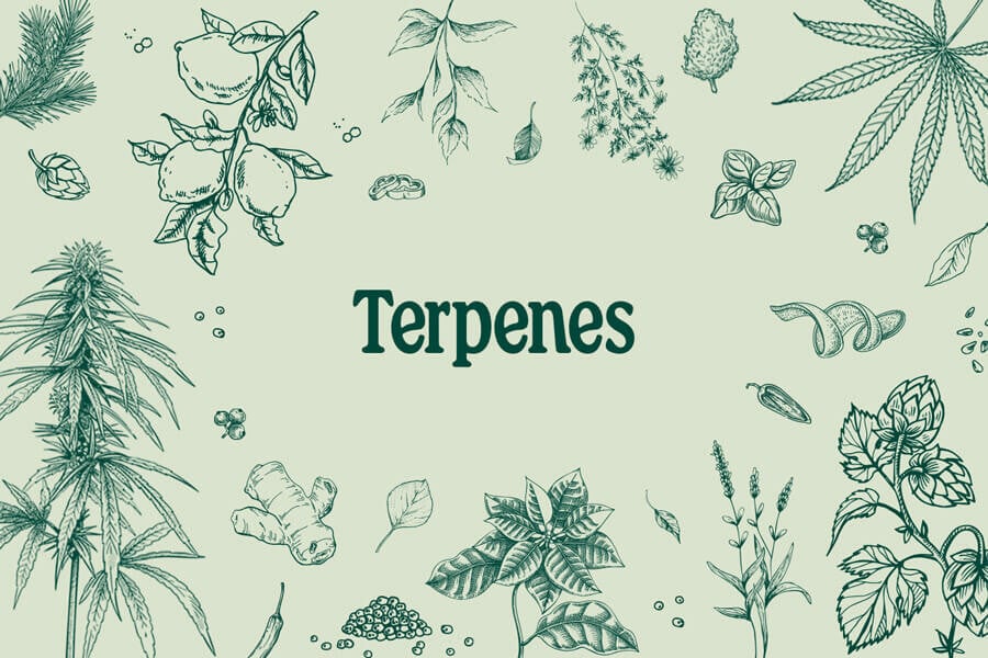 Los Terpenos del Cannabis: Funcionamiento y Efectos