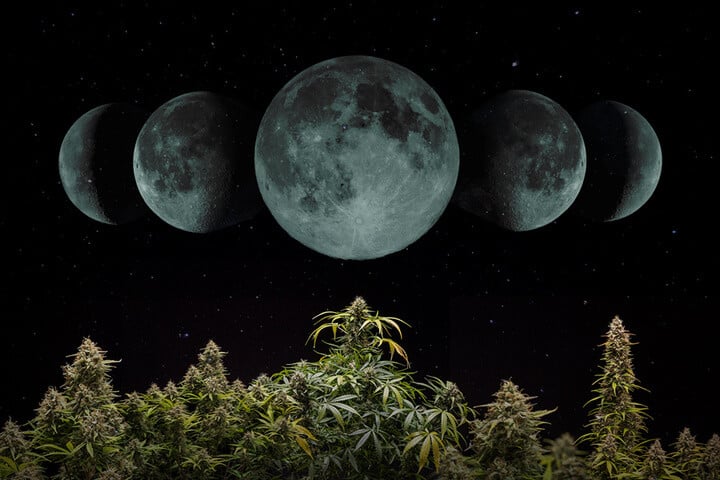 Cómo cultivar marihuana según el calendario lunar en 2024