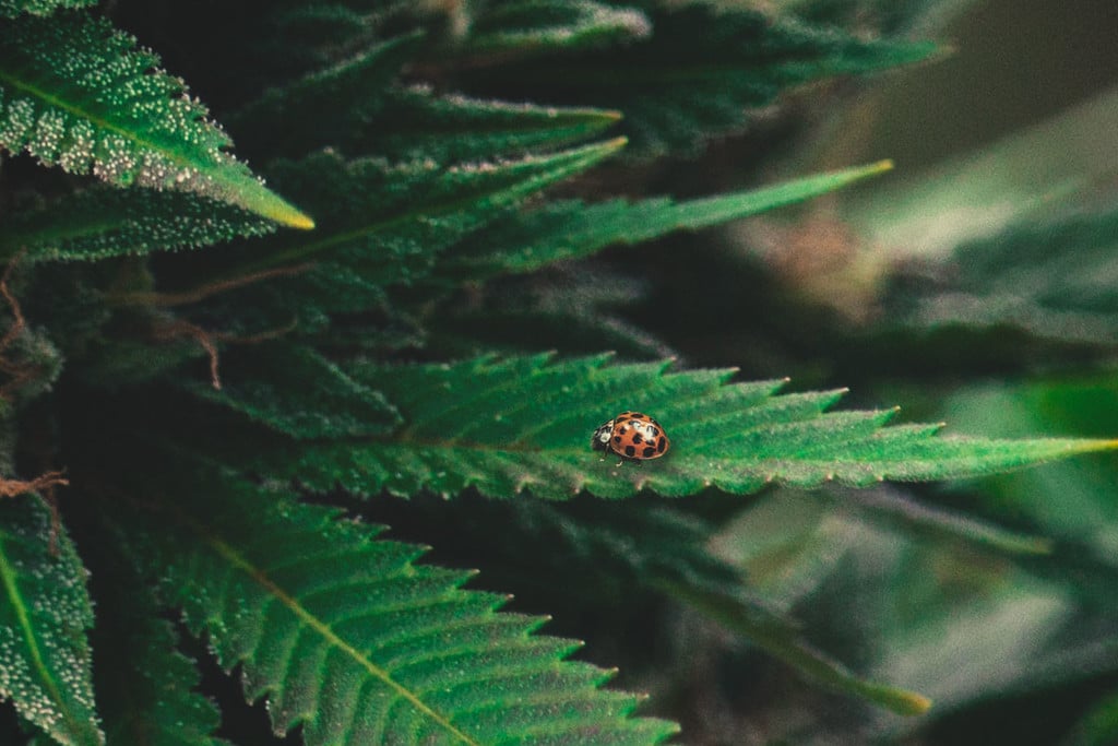 Mariquitas: Remedio Natural para los Ácaros y la Araña Roja