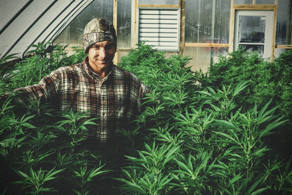 Guía para cultivar marihuana en invernadero