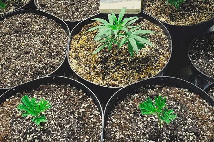 Cómo Hacer Esquejes De Plantas De Marihuana