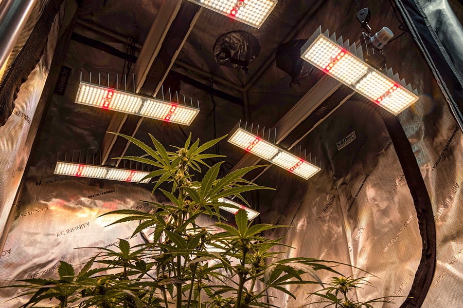 Cómo cultivar marihuana con ciclo de luz 12/12 desde semilla