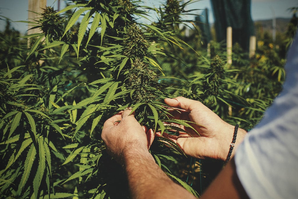 Cómo (y por qué) cultivar marihuana vegánica 