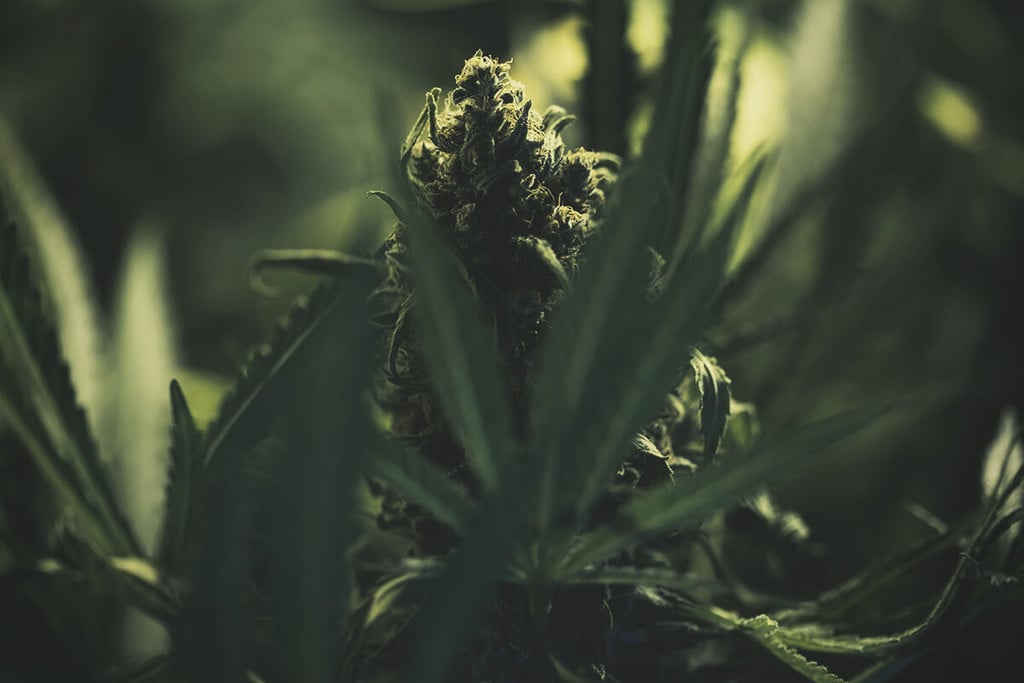 Cómo cultivar marihuana con cogollos densos
