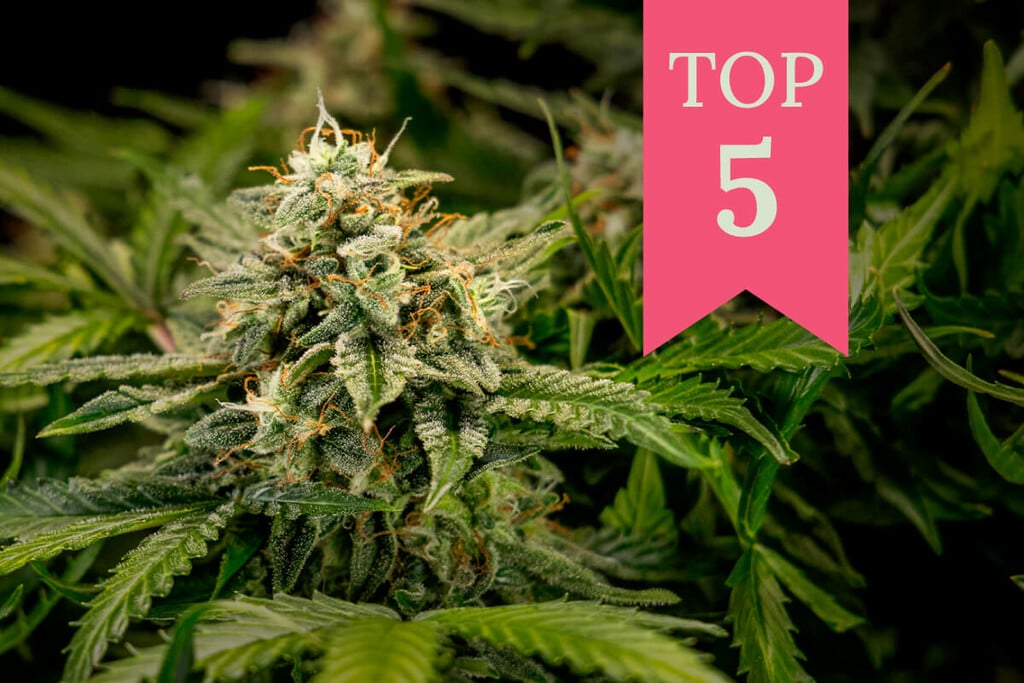 Las mejores variedades para cultivadores y fumadores principiantes