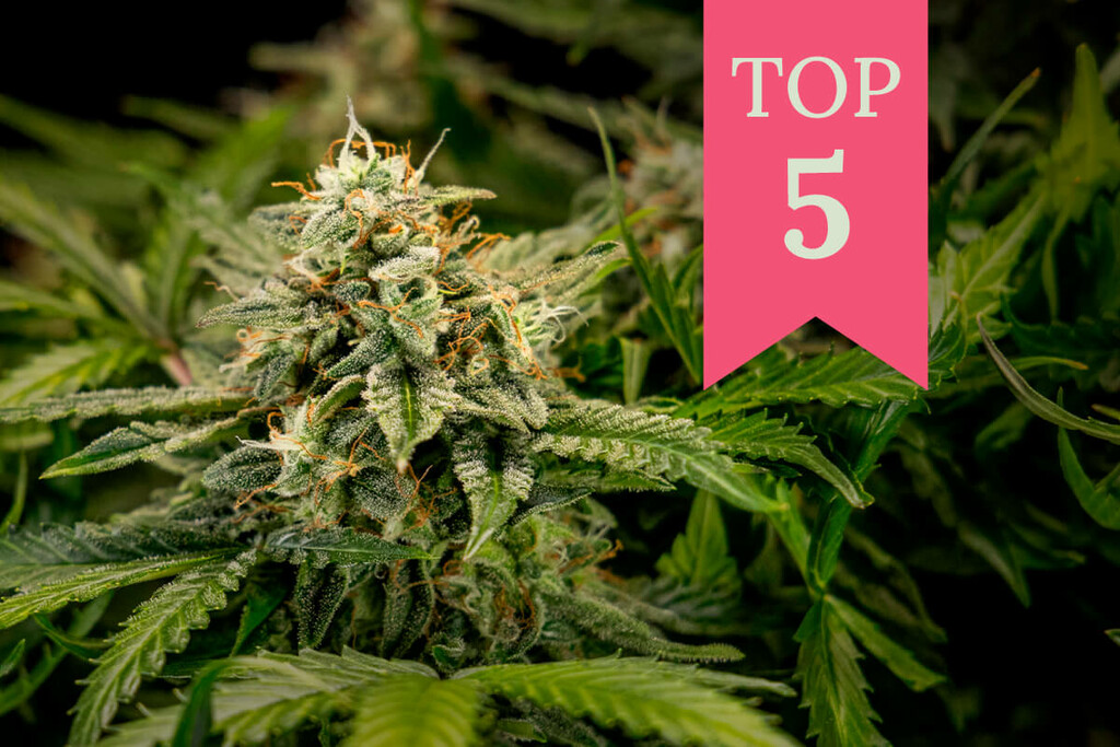 Las mejores variedades para cultivadores y fumadores principiantes