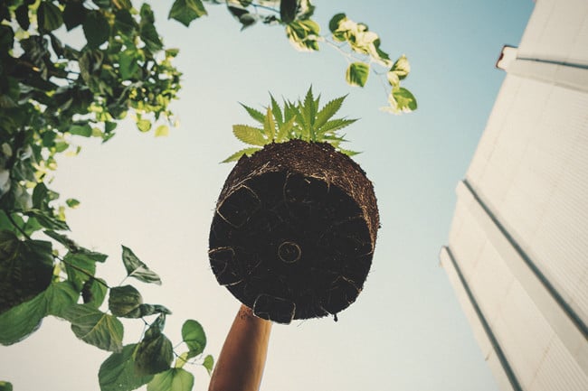 Raíces sanas: la clave para unas plantas de marihuana saludables