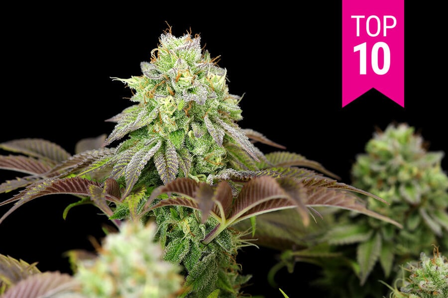 Las 10 mejores variedades de marihuana feminizadas de 2021