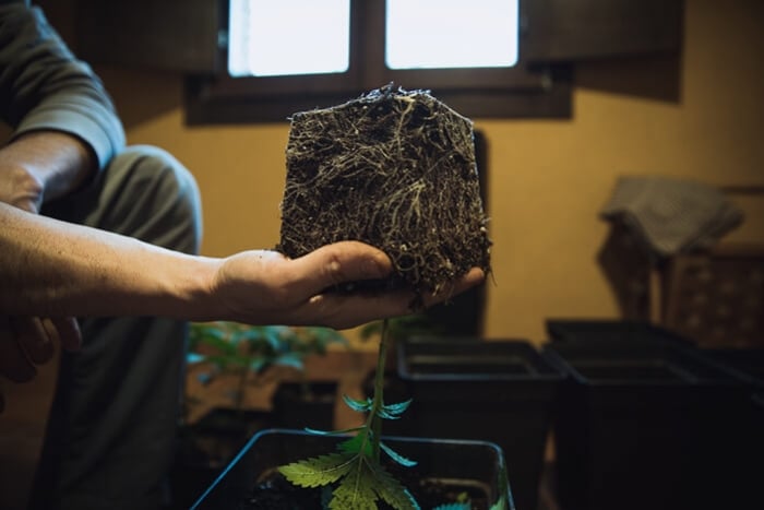 Cómo y cuándo trasplantar tus plantas de marihuana 