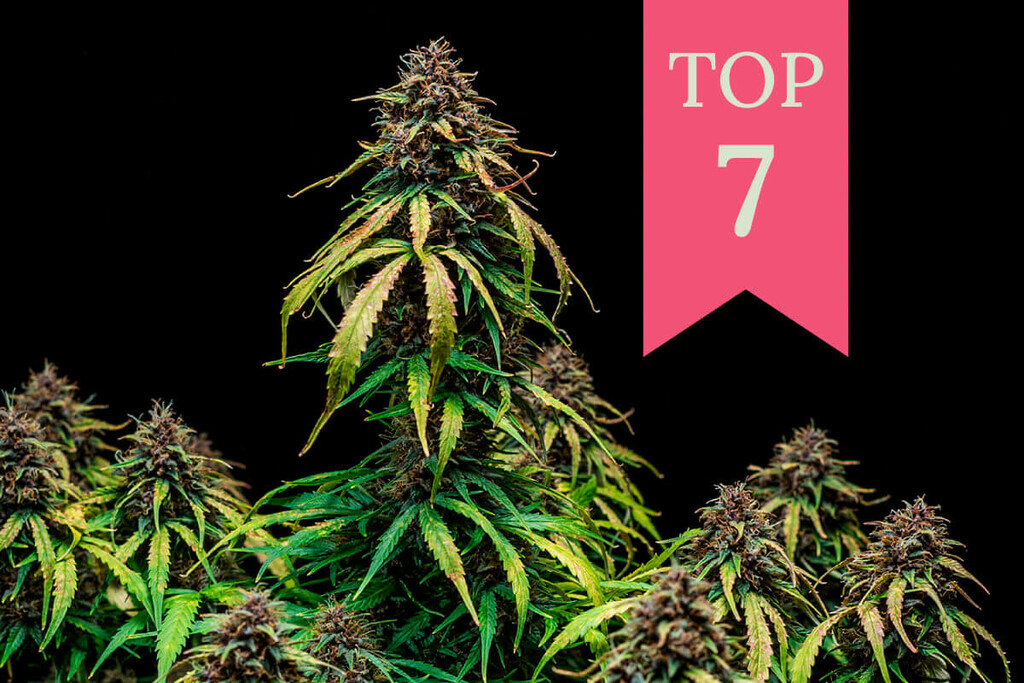 Las 7 mejores variedades de marihuana afrutadas
