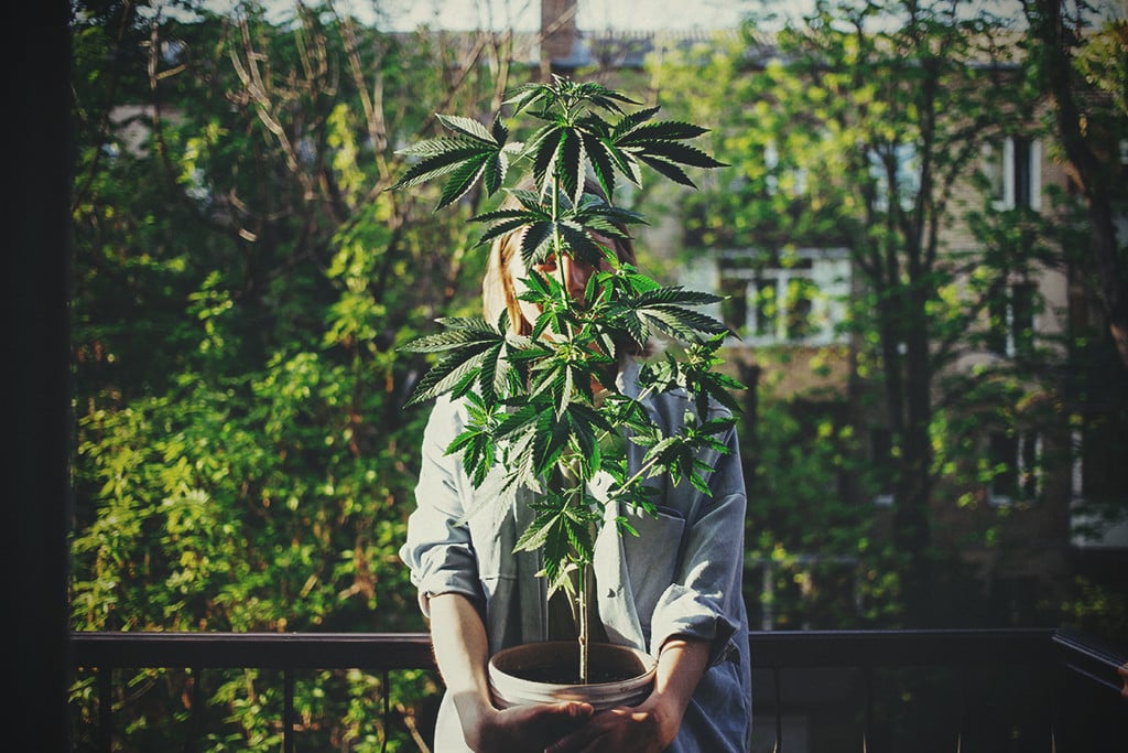 Las cepas de marihuana que más gustan a las mujeres