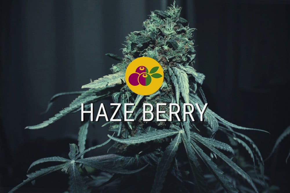 Haze Berry: energía sativa y dulzura índica 