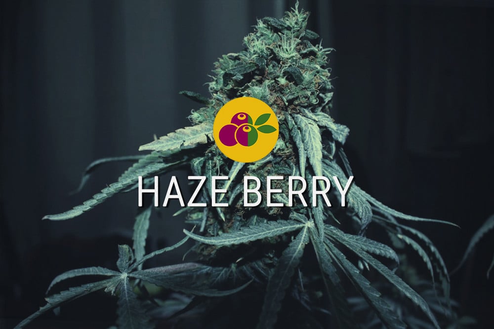 Haze Berry: energía sativa y dulzura índica