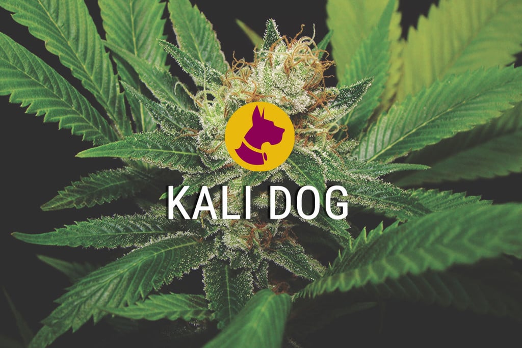 Kali Dog: una marihuana potente, atrevida y estimulante
