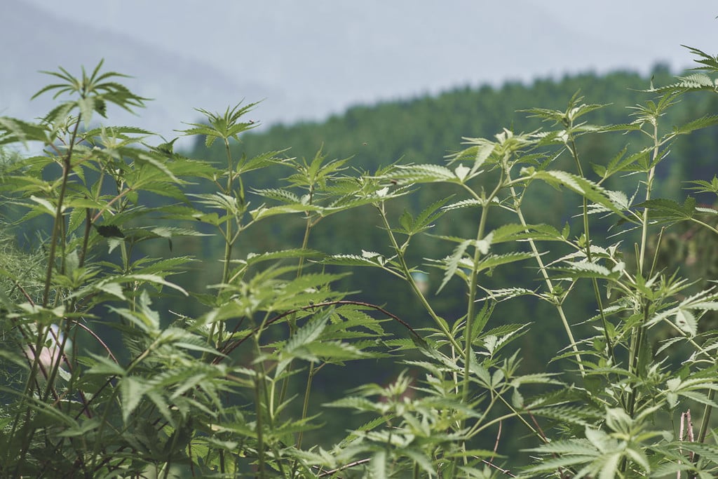 Cannabis ruderalis: una hierba resistente con un talento oculto