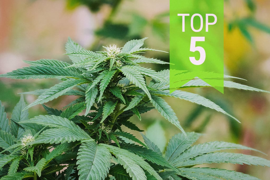 Top 5 de variedades ruderalis índica | 2025