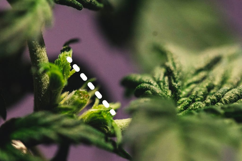 ¿Puedes entrenar y hacer topping a la marihuana autofloreciente?