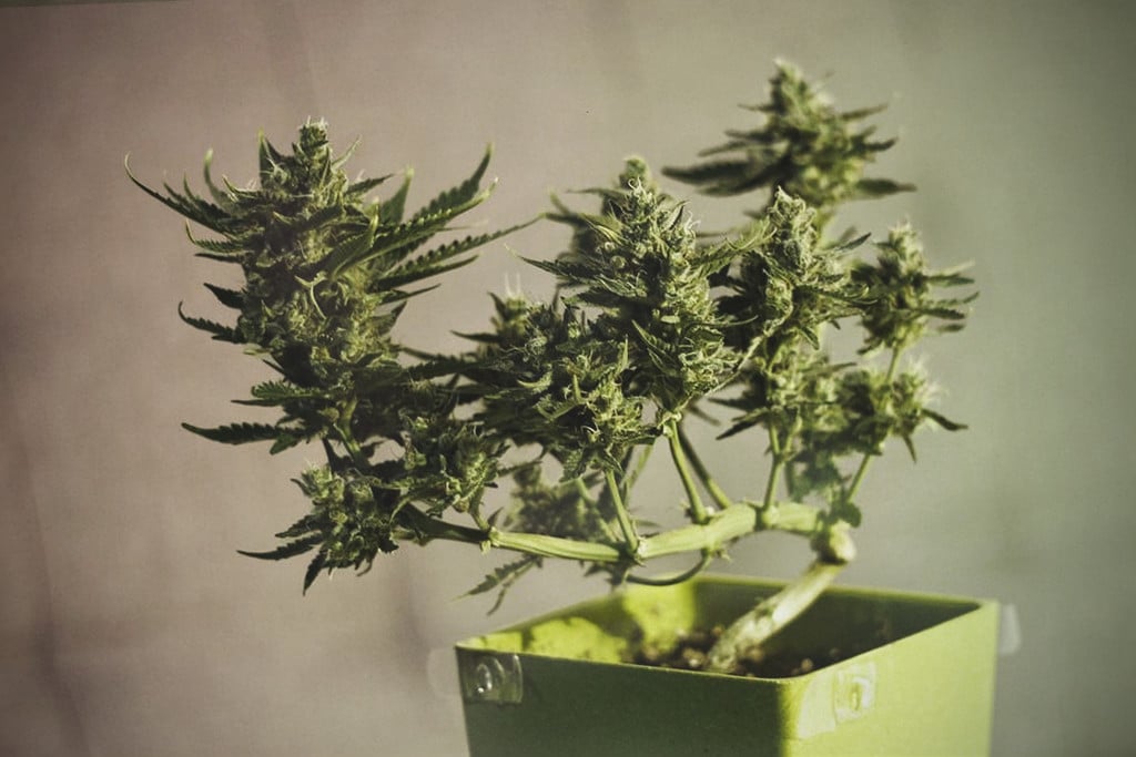 Cómo cultivar un bonsái de marihuana