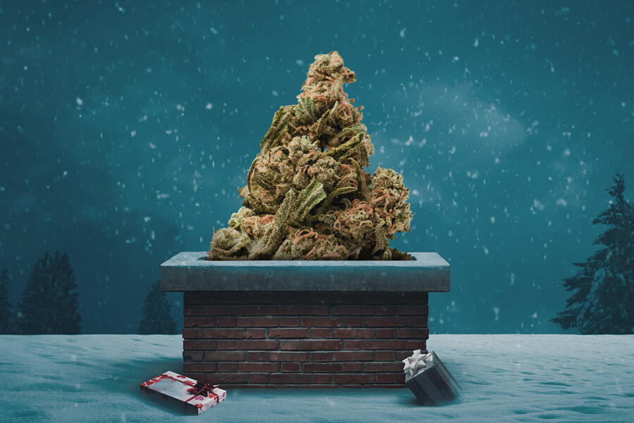Las mejores variedades de marihuana para Navidad 2023