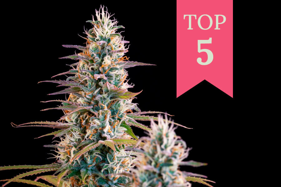 Las 5 mejores variedades de marihuana para las Navidades de 2024