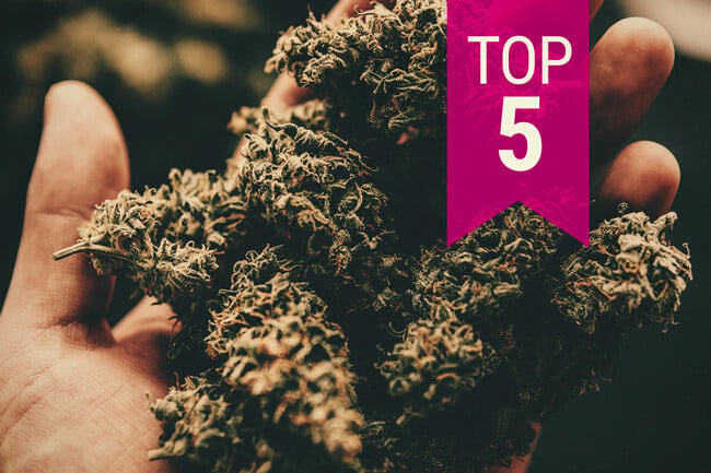 Las 5 variedades de cannabis más potentes — (Actualización 2026)