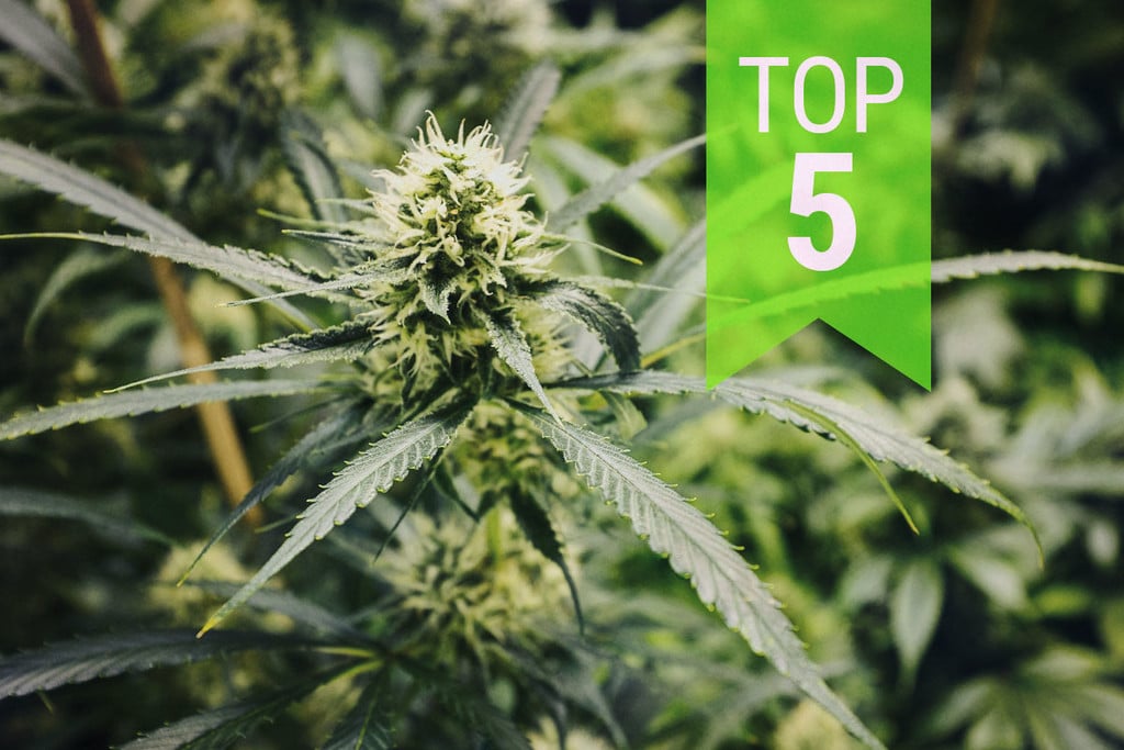 Las 5 mejores cepas autoflorecientes de cannabis sativa: 2026