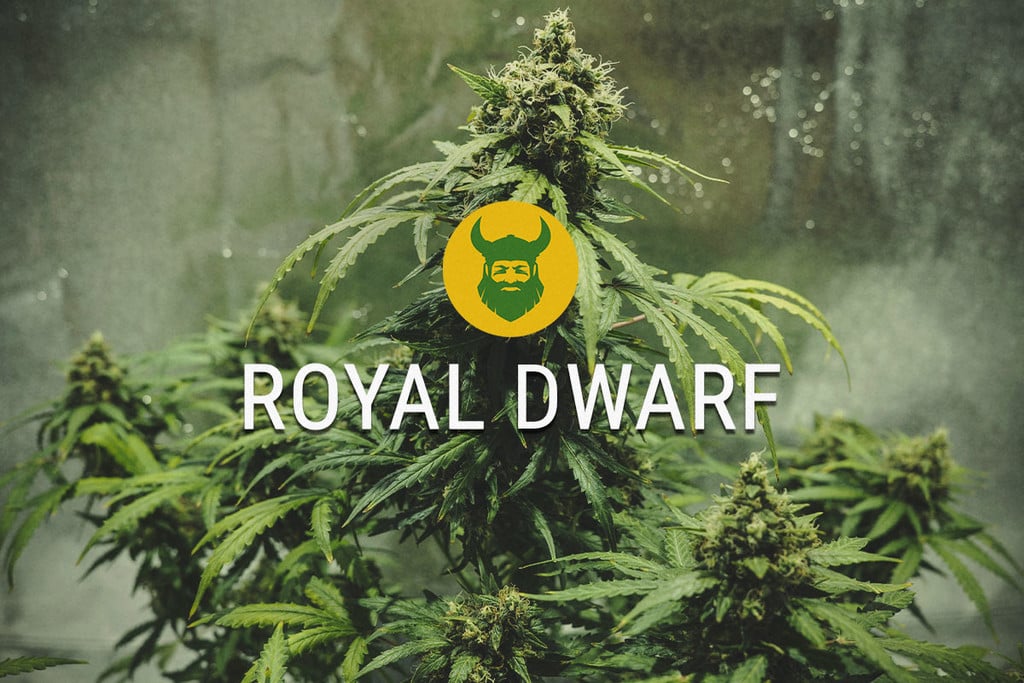 Royal Dwarf: pequeña pero matona
