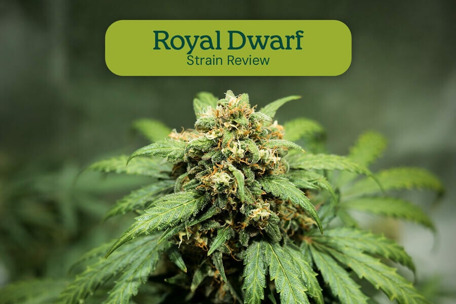 Análisis de la variedad Royal Dwarf