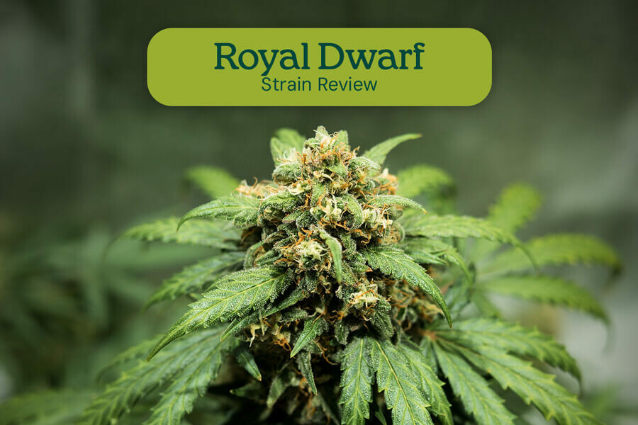 Análisis de la variedad Royal Dwarf