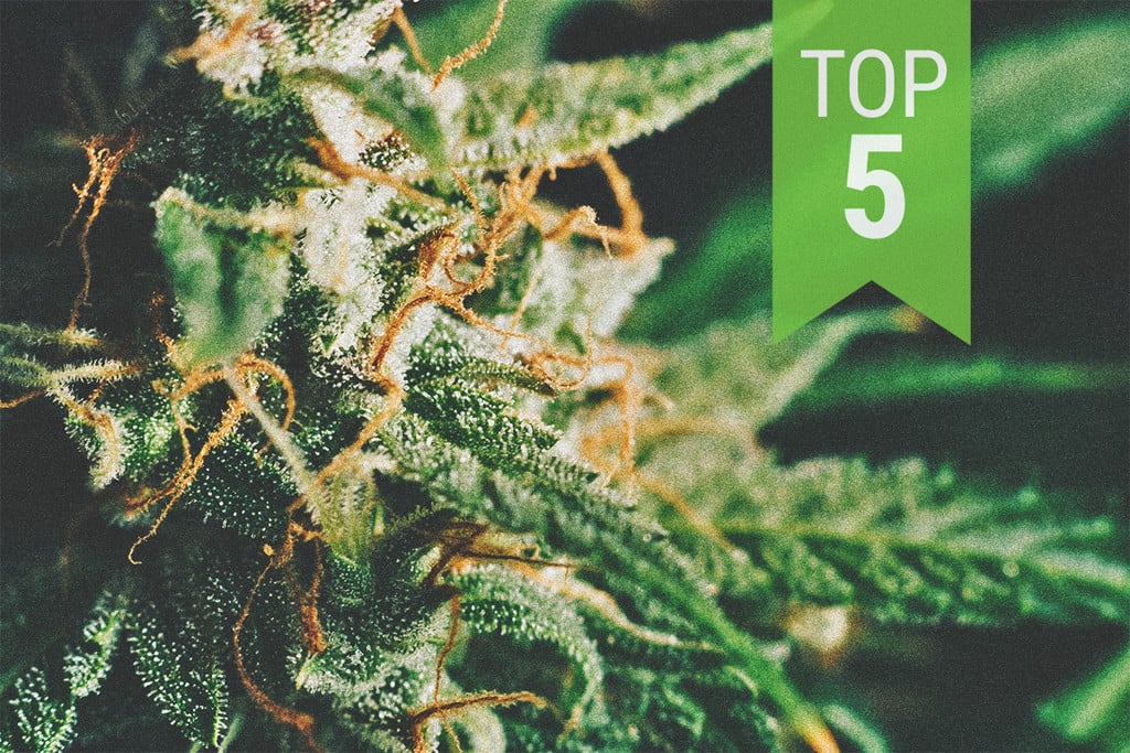 Top 5 de variedades con poco THC de Royal Queen Seeds