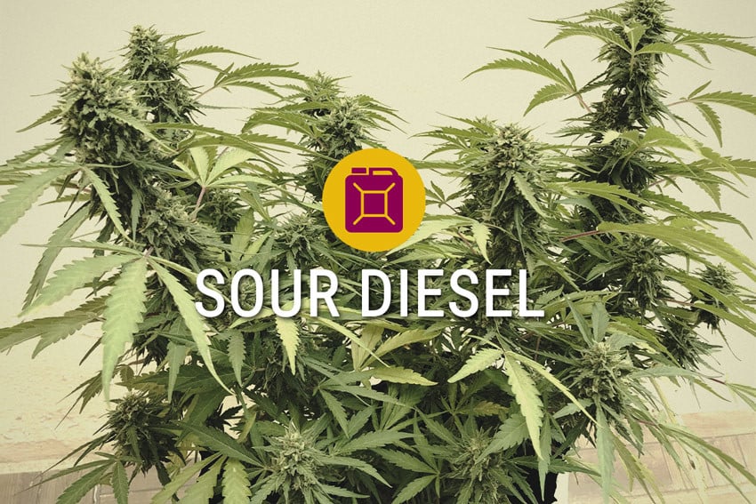Variedad de marihuana Sour Diesel Feminizada - RQS Blog