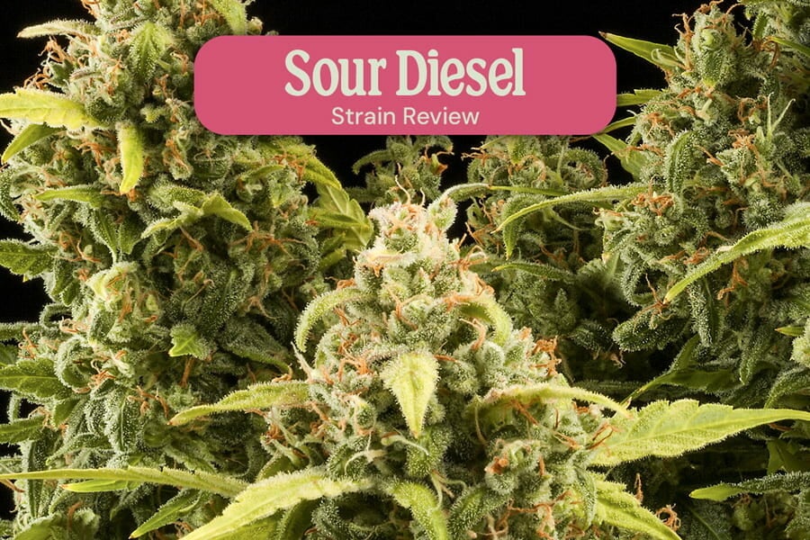 Variedad de marihuana Sour Diesel Feminizada