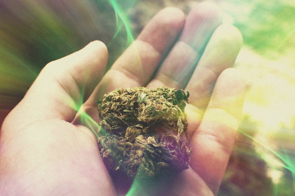 Es verdad que la marihuana actual es mucho más potente que la de antes? -  RQS Blog
