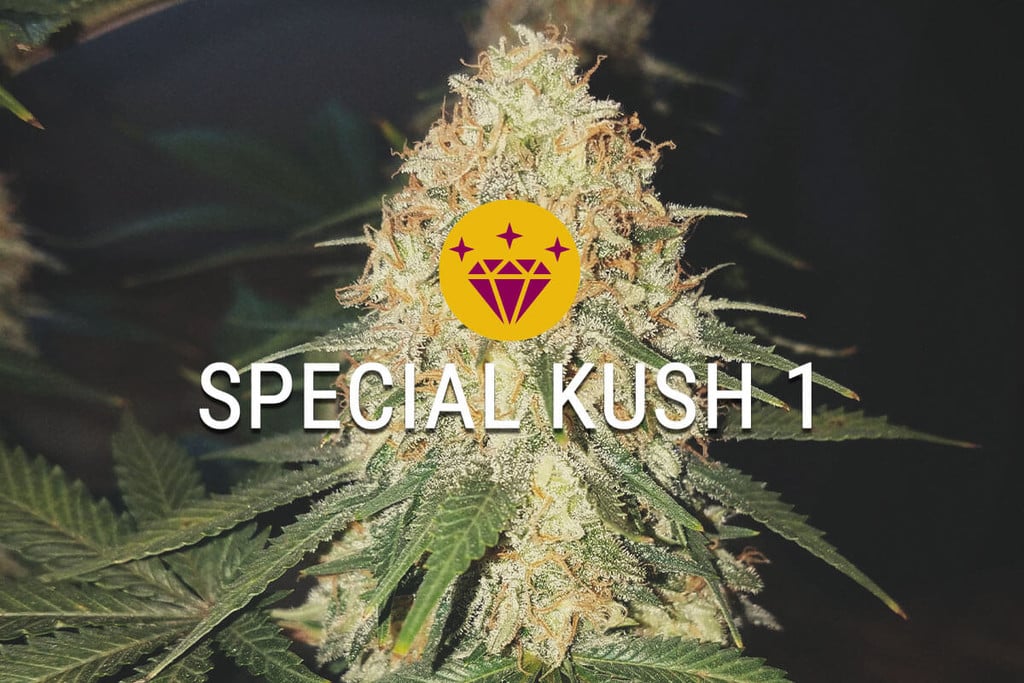 Special Kush 1: una índica realmente especial