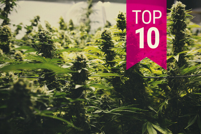 Las 10 variedades de marihuana más productivas (actualización 2026)